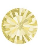 Maxima Chaton ss45 Jonquil F